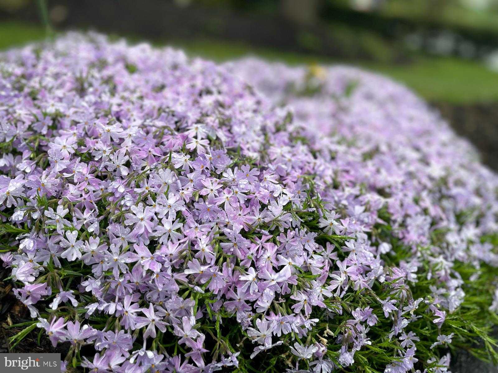 2785 Sugar Pine CT photo 42