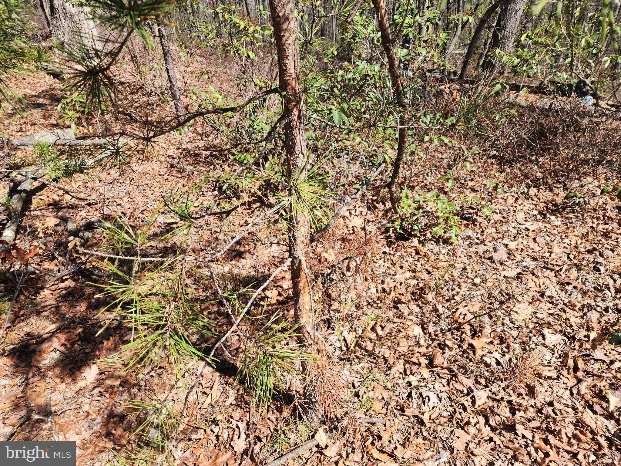 55 Kipps Dr photo 30