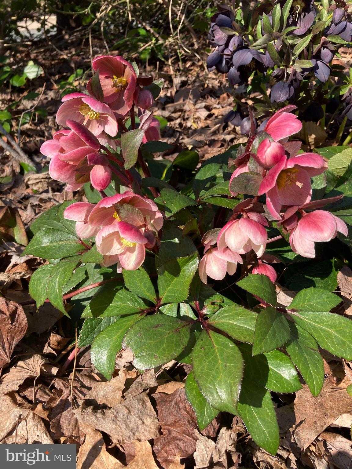 1021 Albert Rennolds Dr photo 76