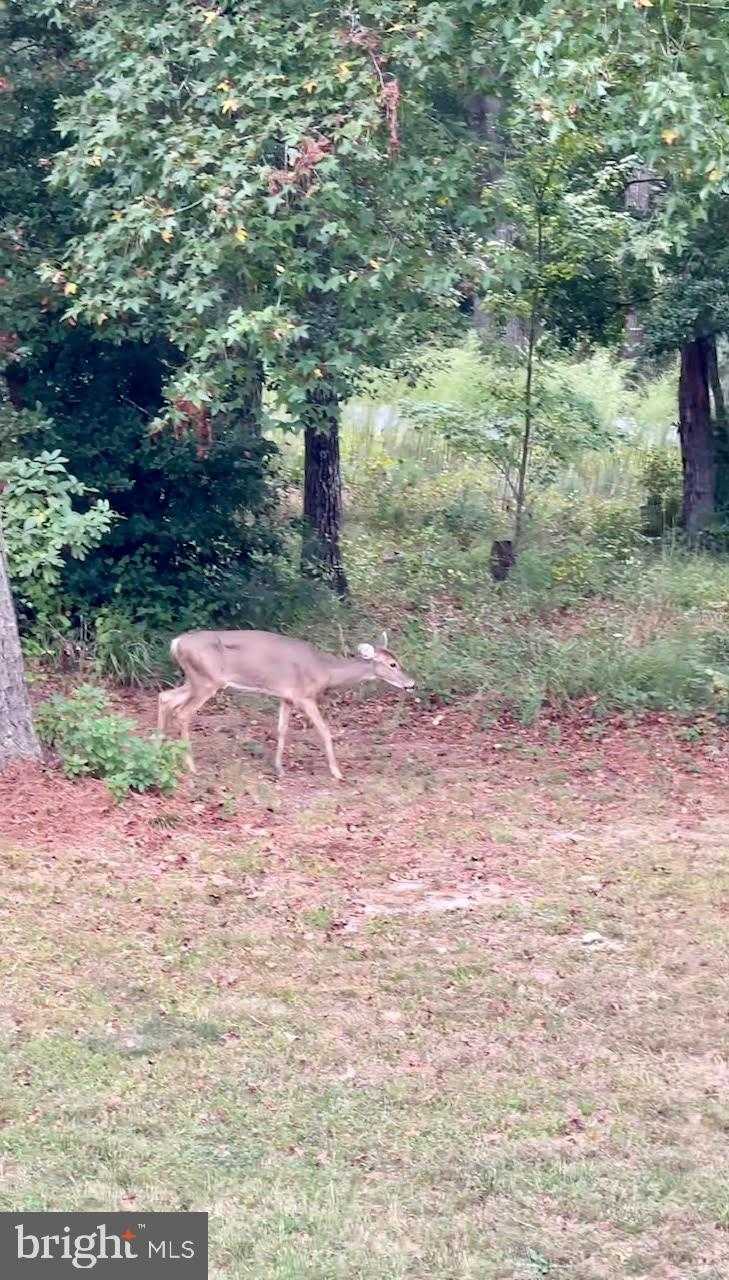 8292 Democracy Dr photo 78