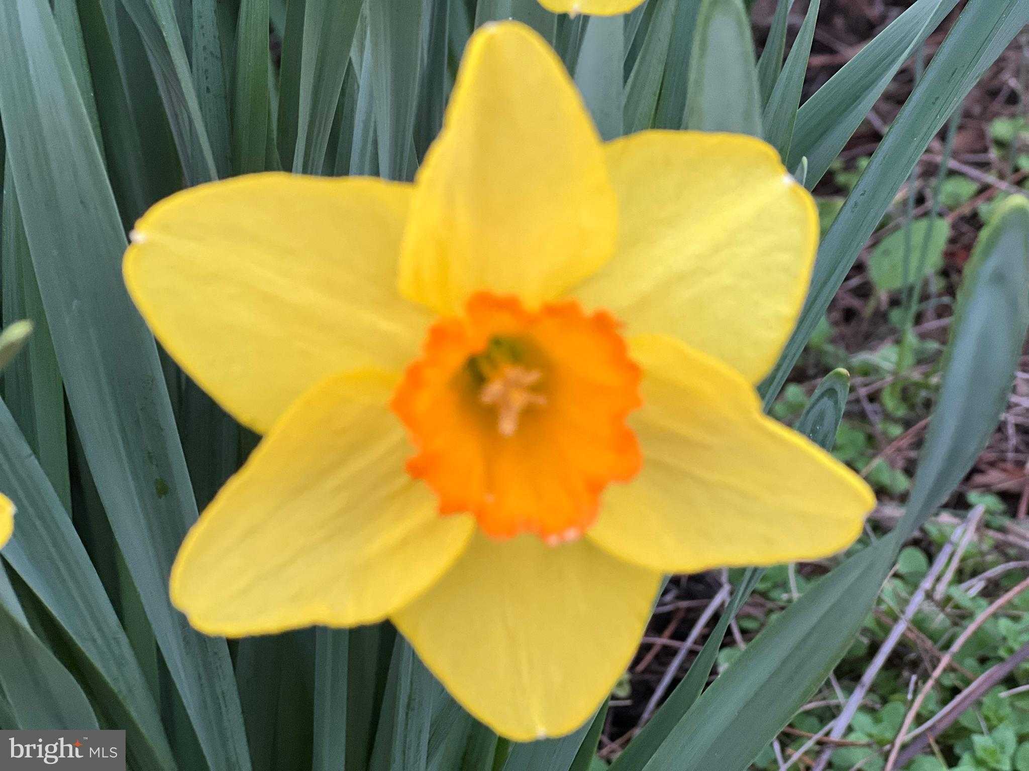 18 E Loudoun St photo 33