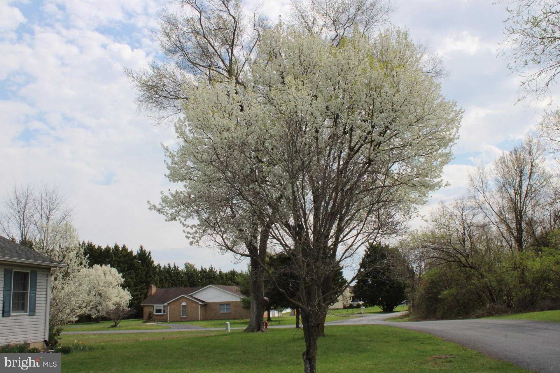 142 Braddock Blvd photo 6