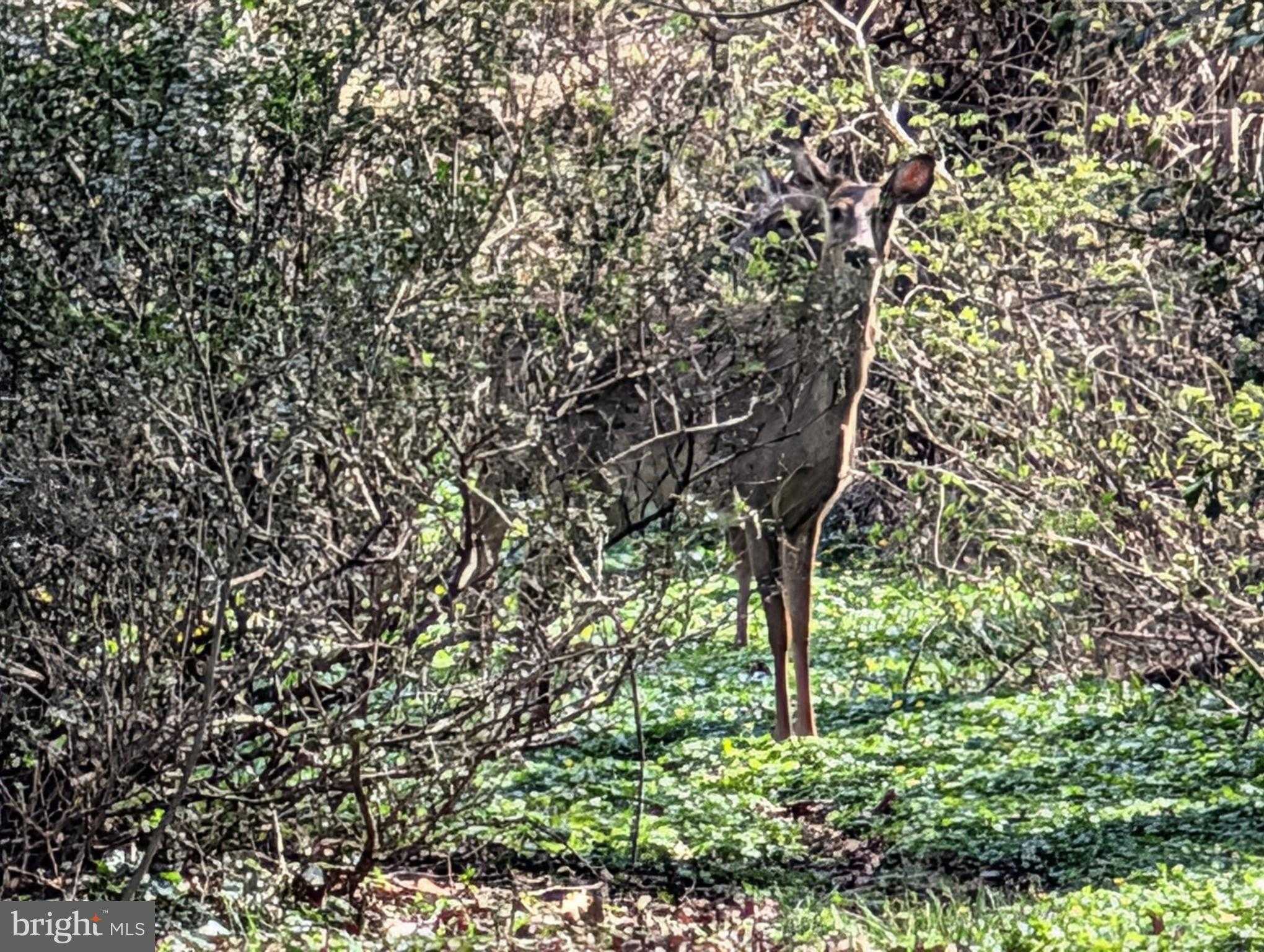 523 Copley Ln photo 17