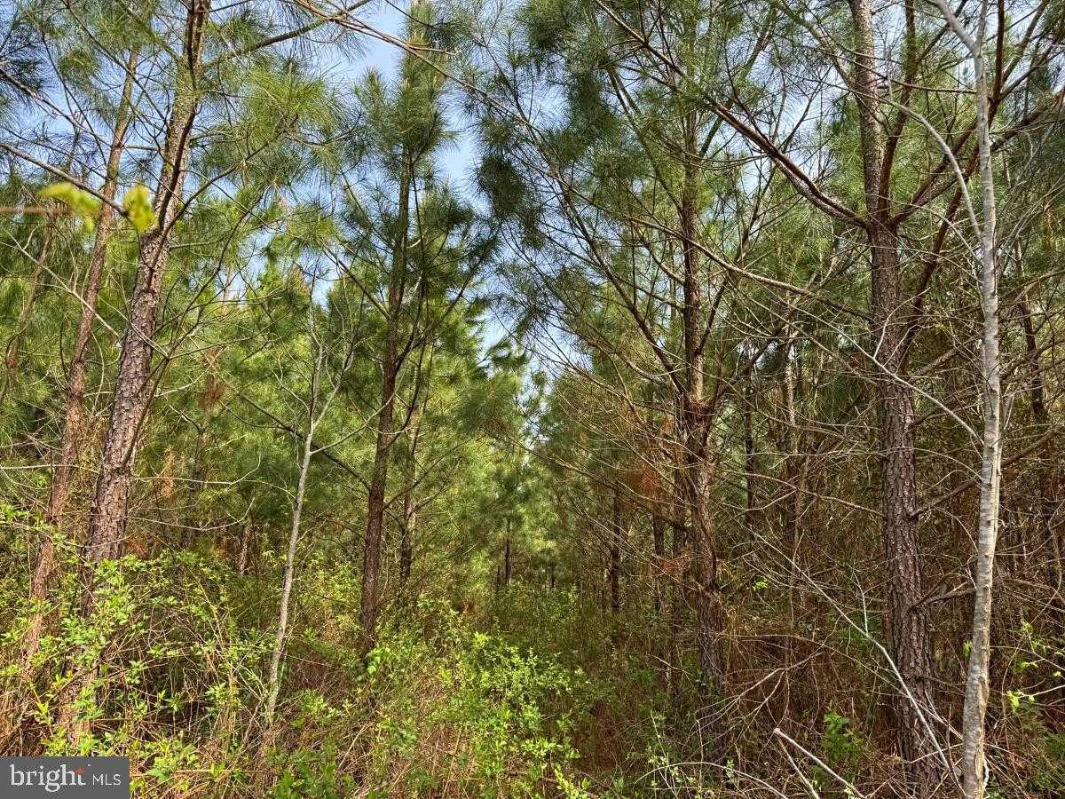 Brunswick Lake Rd photo 16