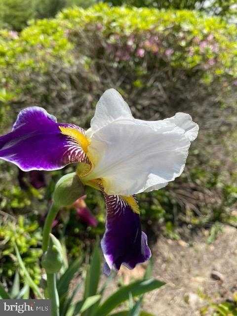 2251 Moore St photo 99