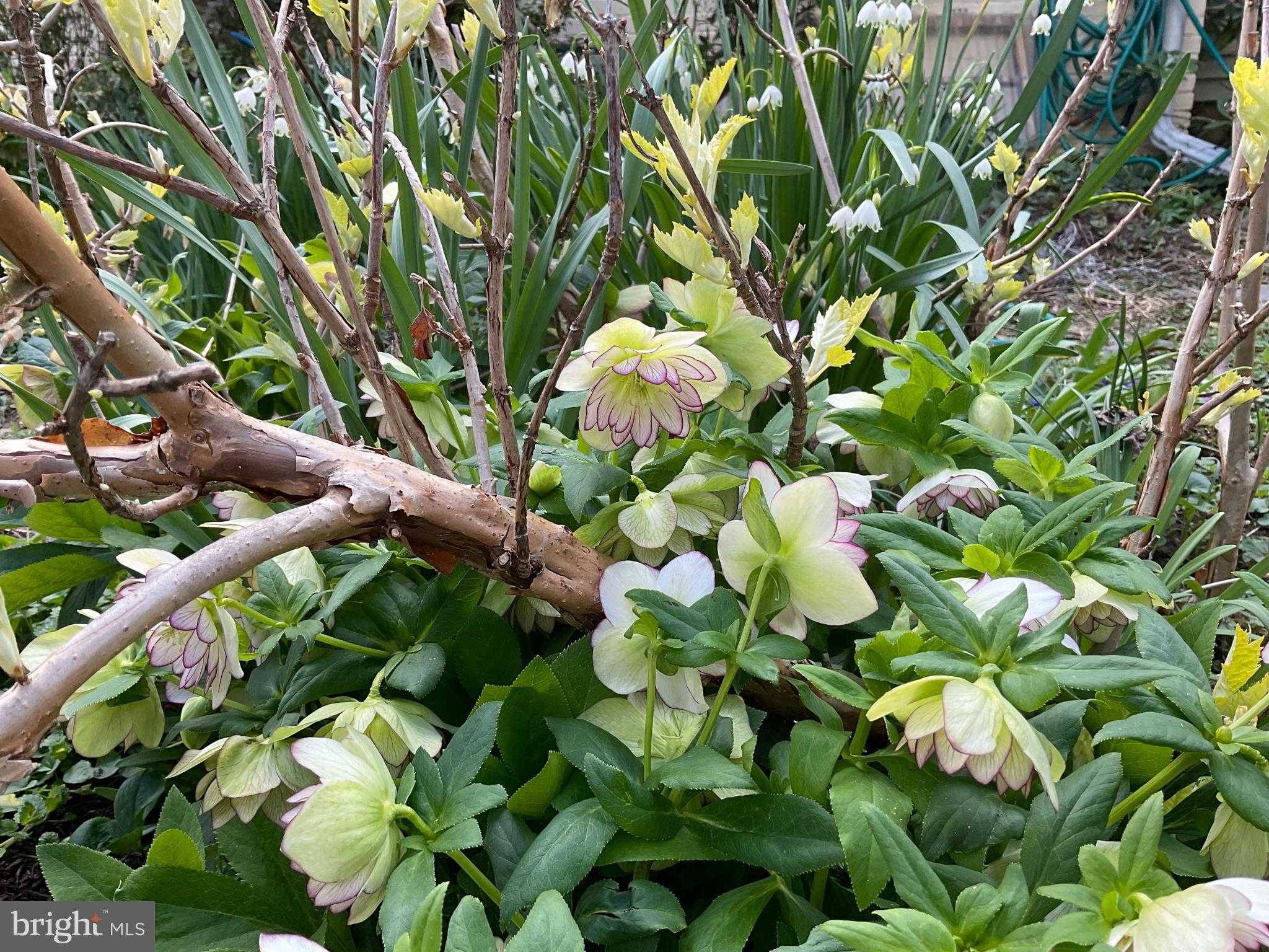 9300 Mintwood St photo 62