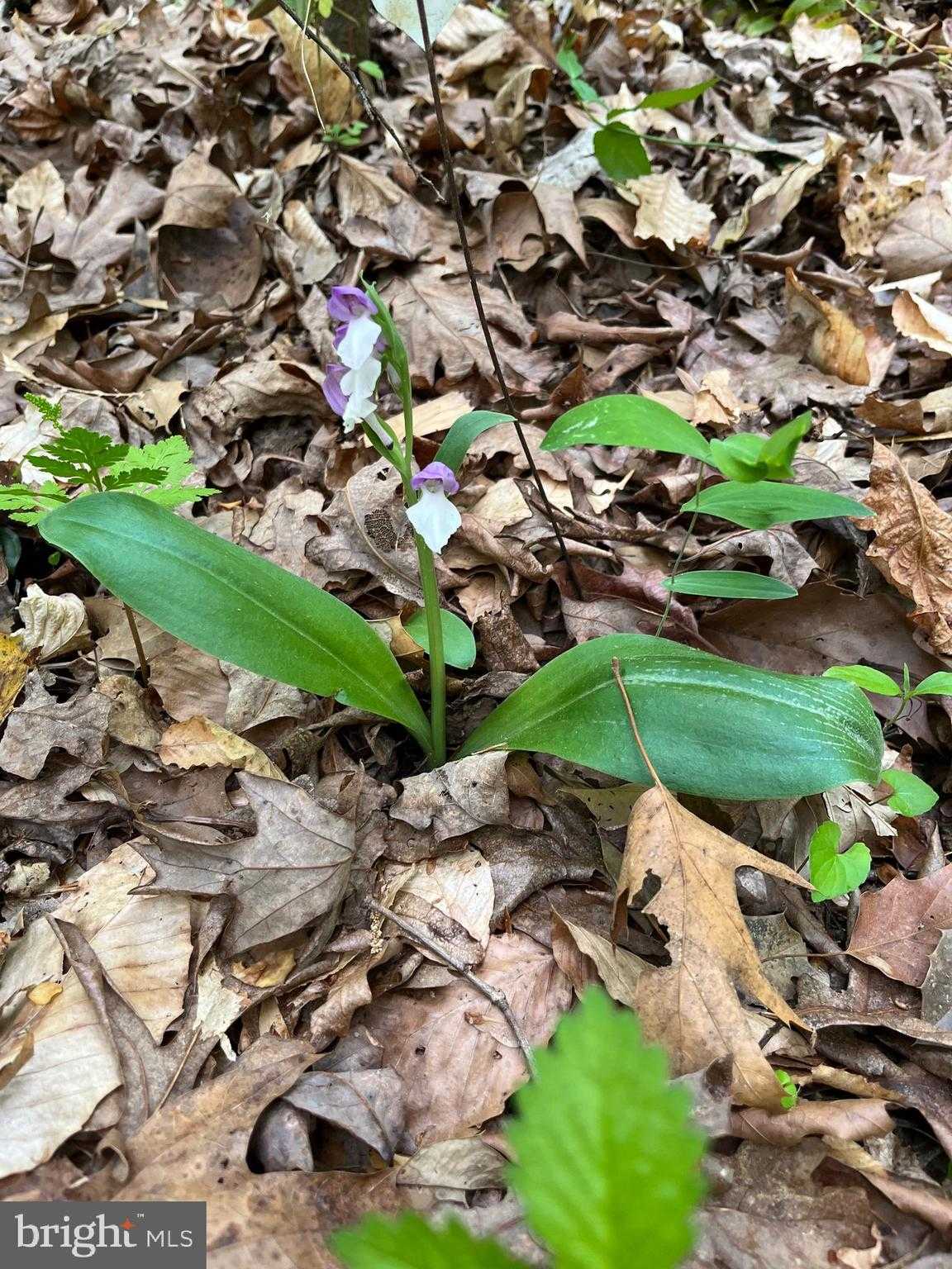 1185 Belle Meade Rd photo 96