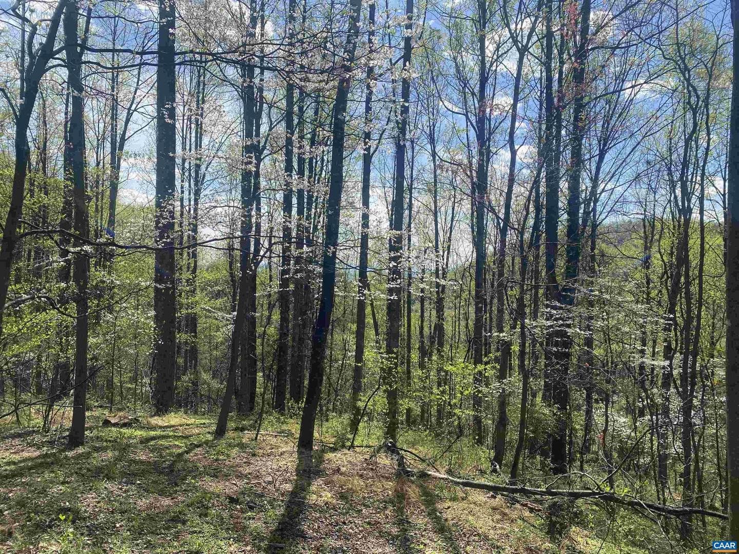 2728 East Branch Loop photo 43
