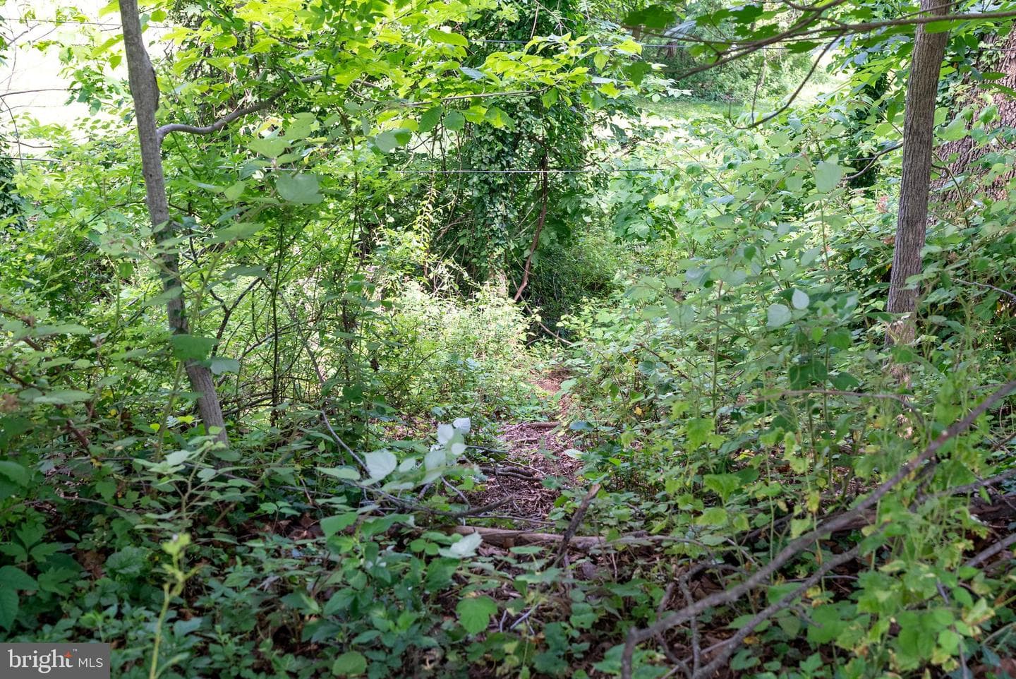 1401 Charmuth Road photo 30
