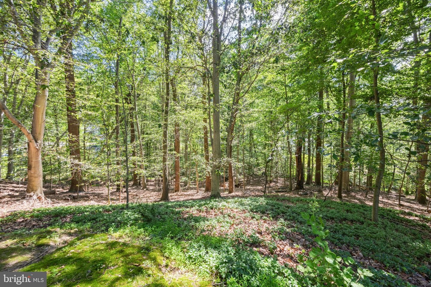 1302 Woodshole Road photo 48