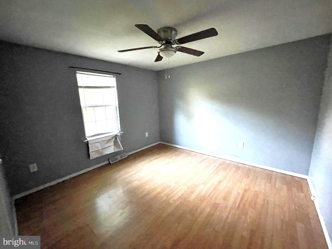 6753 Aralia photo 10