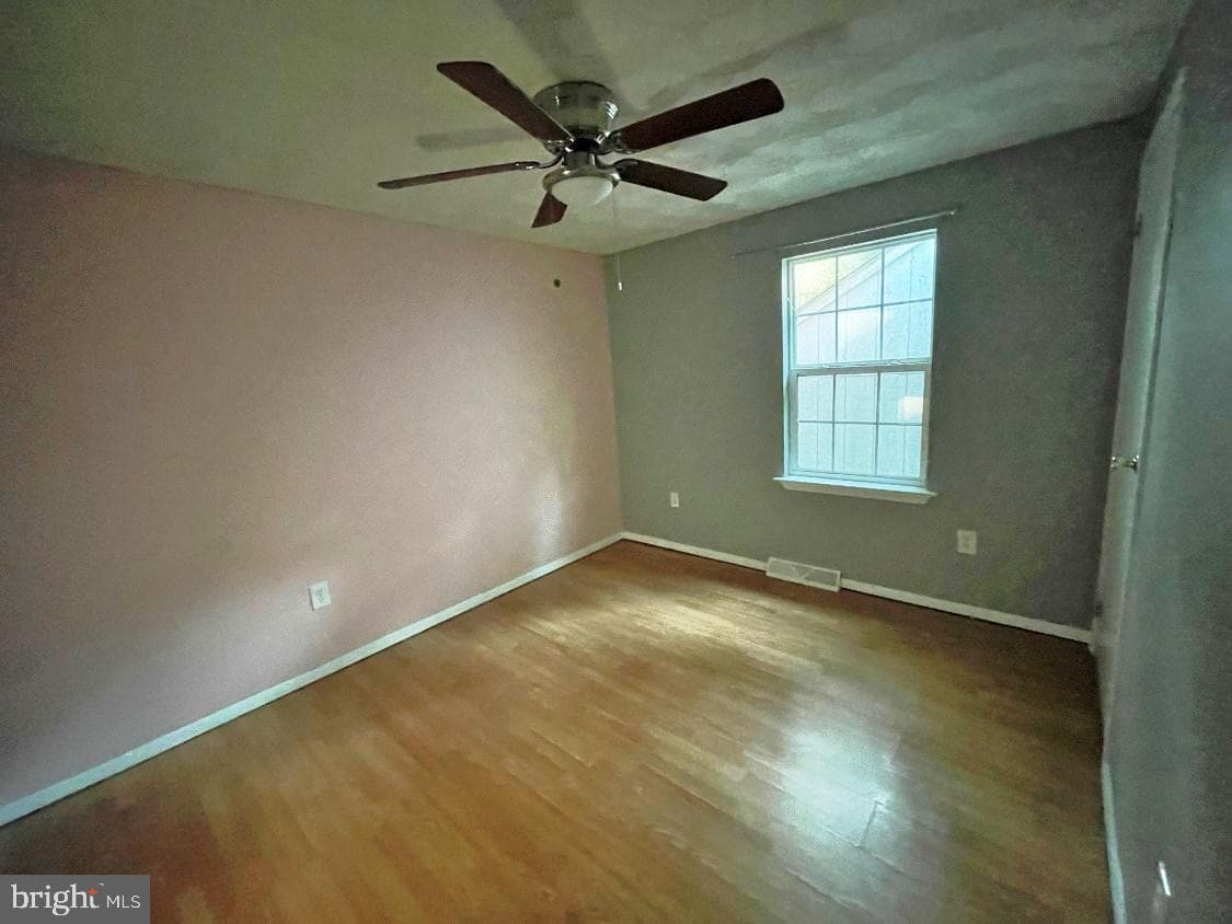6753 Aralia photo 12