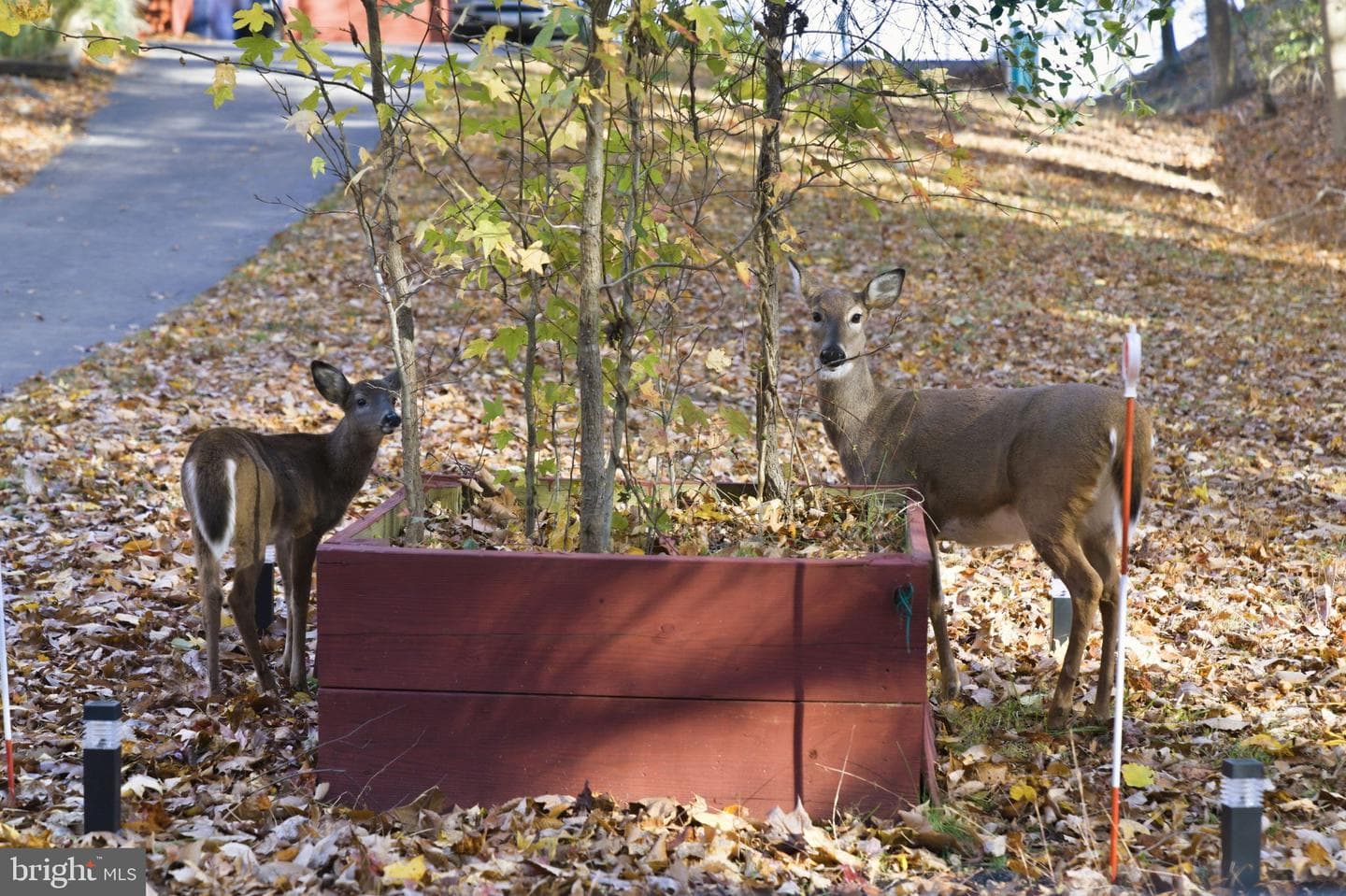 817 Bison Court photo 4