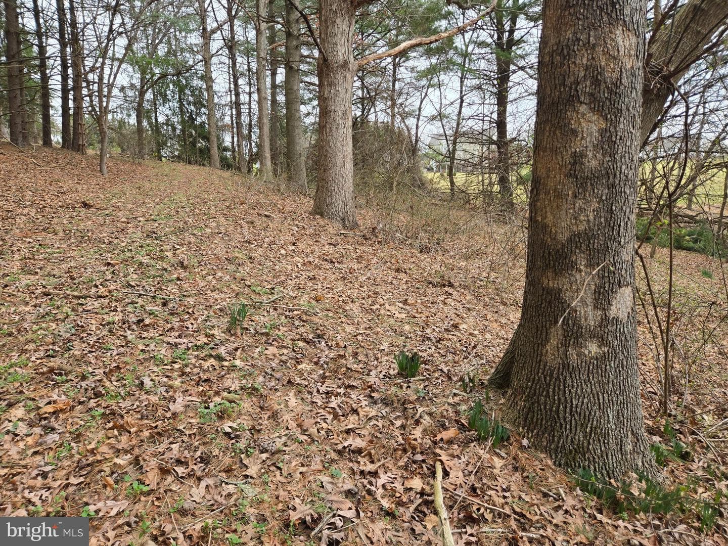 Farmington photo 32
