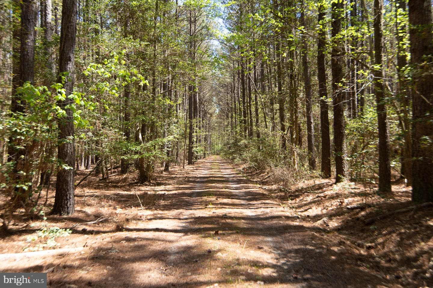 5704 Ross Neck Road photo 97
