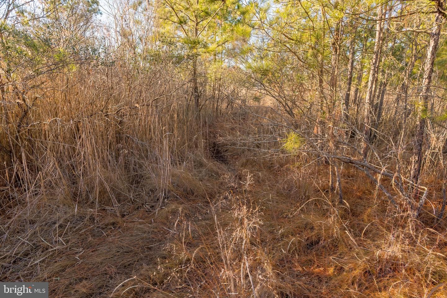 3819 Maple Dam Road photo 55