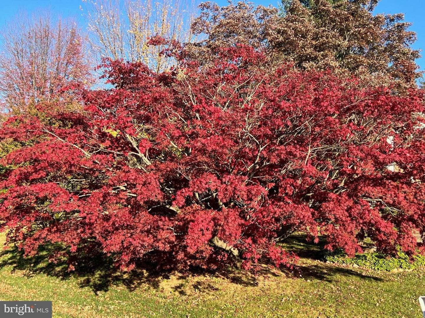 7305 Pin Oak Drive photo 3