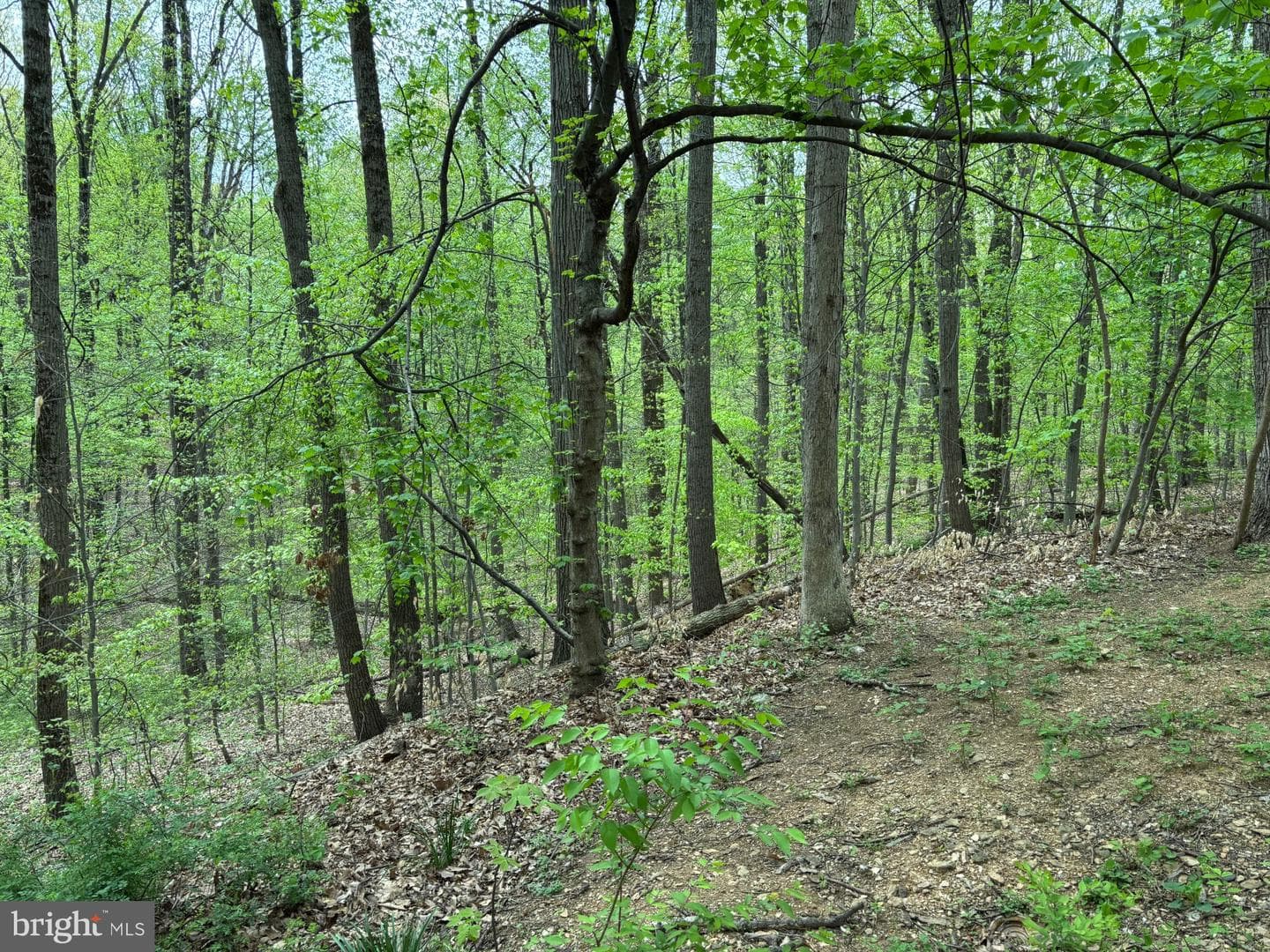 12350 Sherwood Forest photo 14