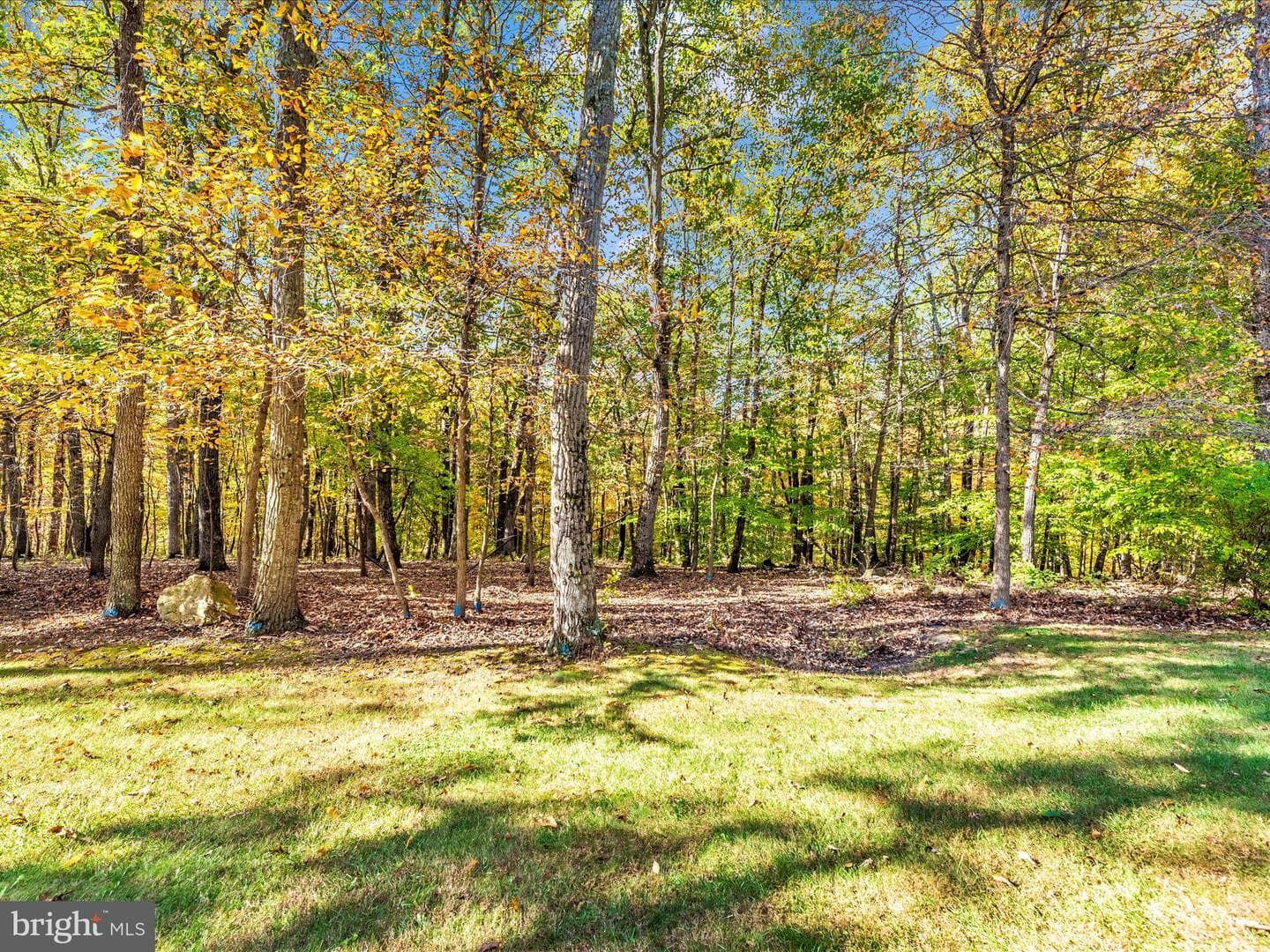 10027 Pine Tree Road photo 79