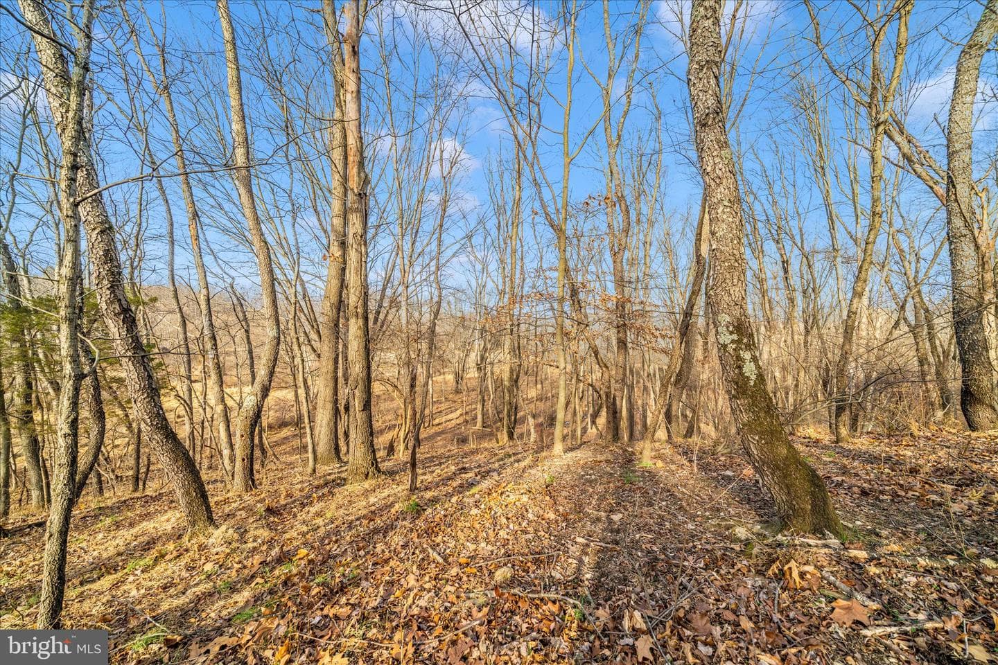12407 Hill Court photo 66