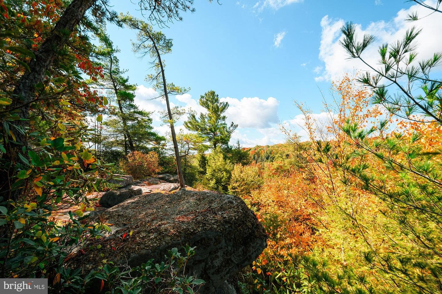 931 Black Oak Drive photo 54