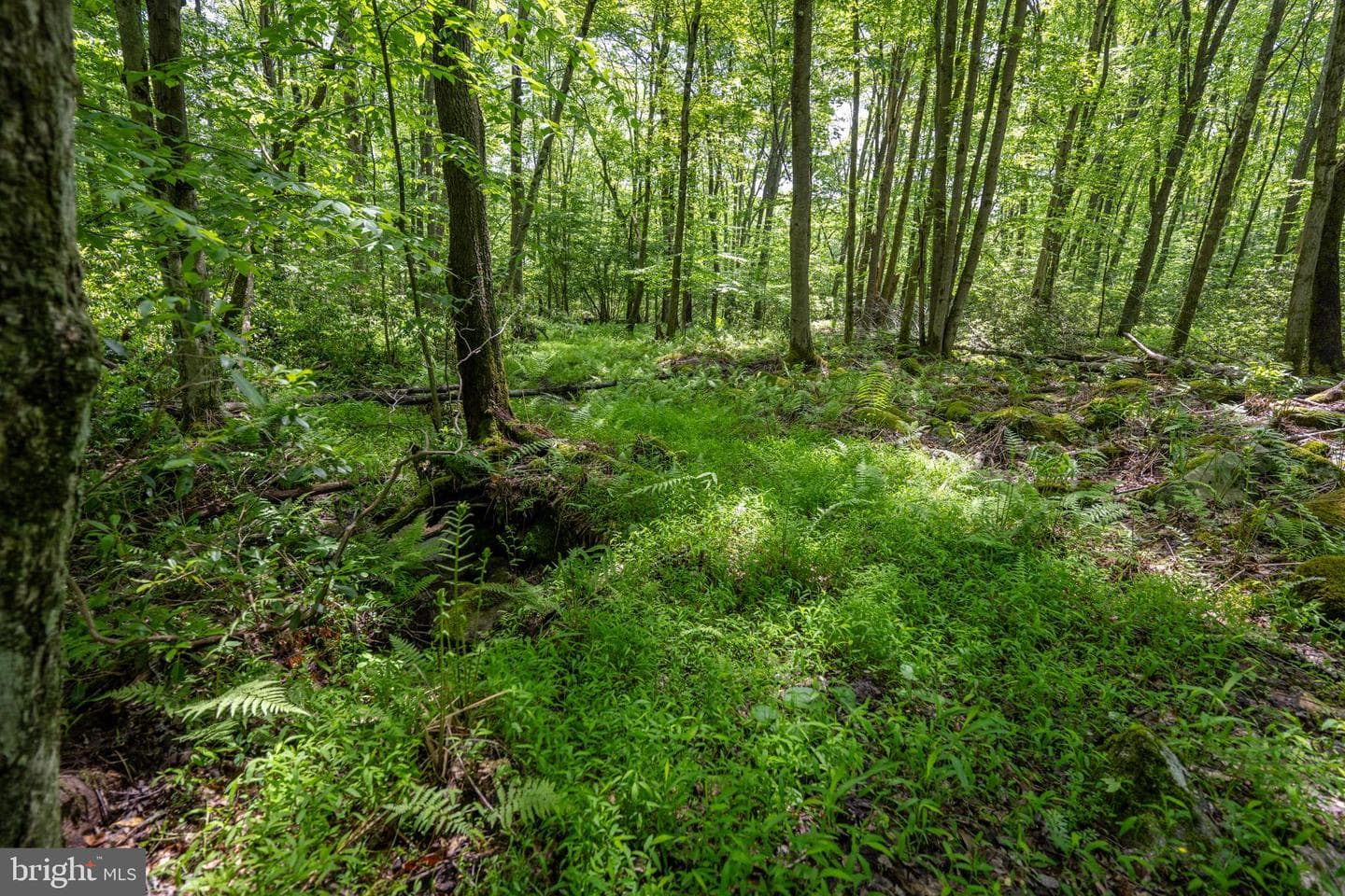 328 Stool Rock Road photo 100