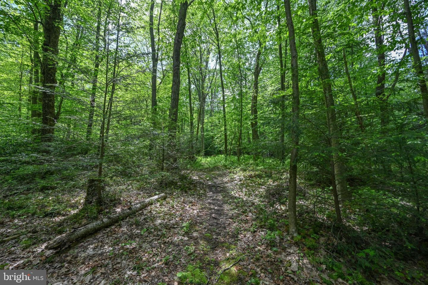 530 Hemlock Road photo 71