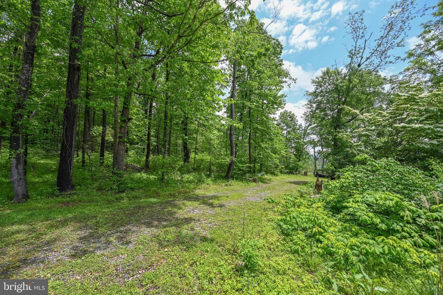 590 Bearfoot photo 55