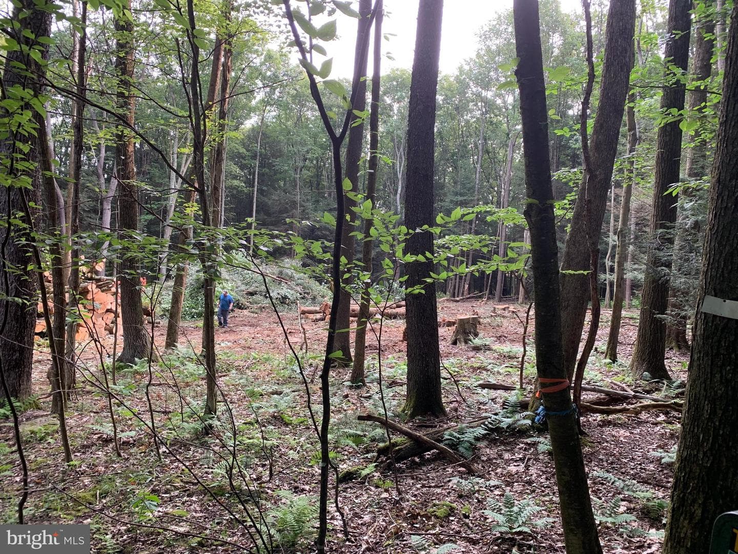 62 Wild Turkey Court photo 23