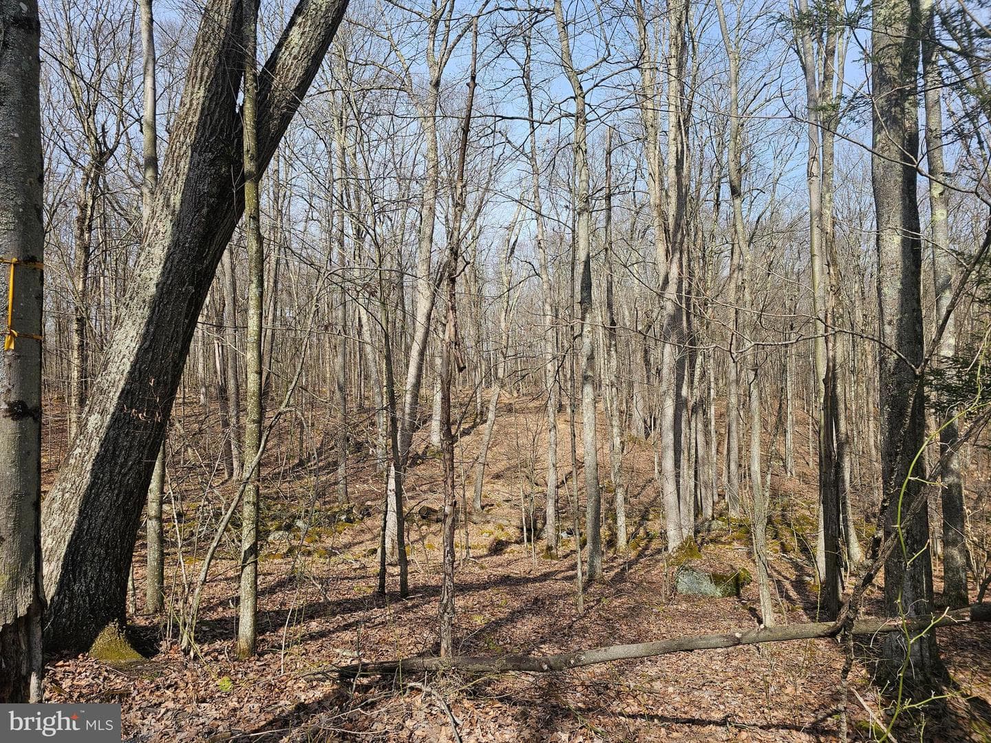 355 Lonesome Pine Road photo 37