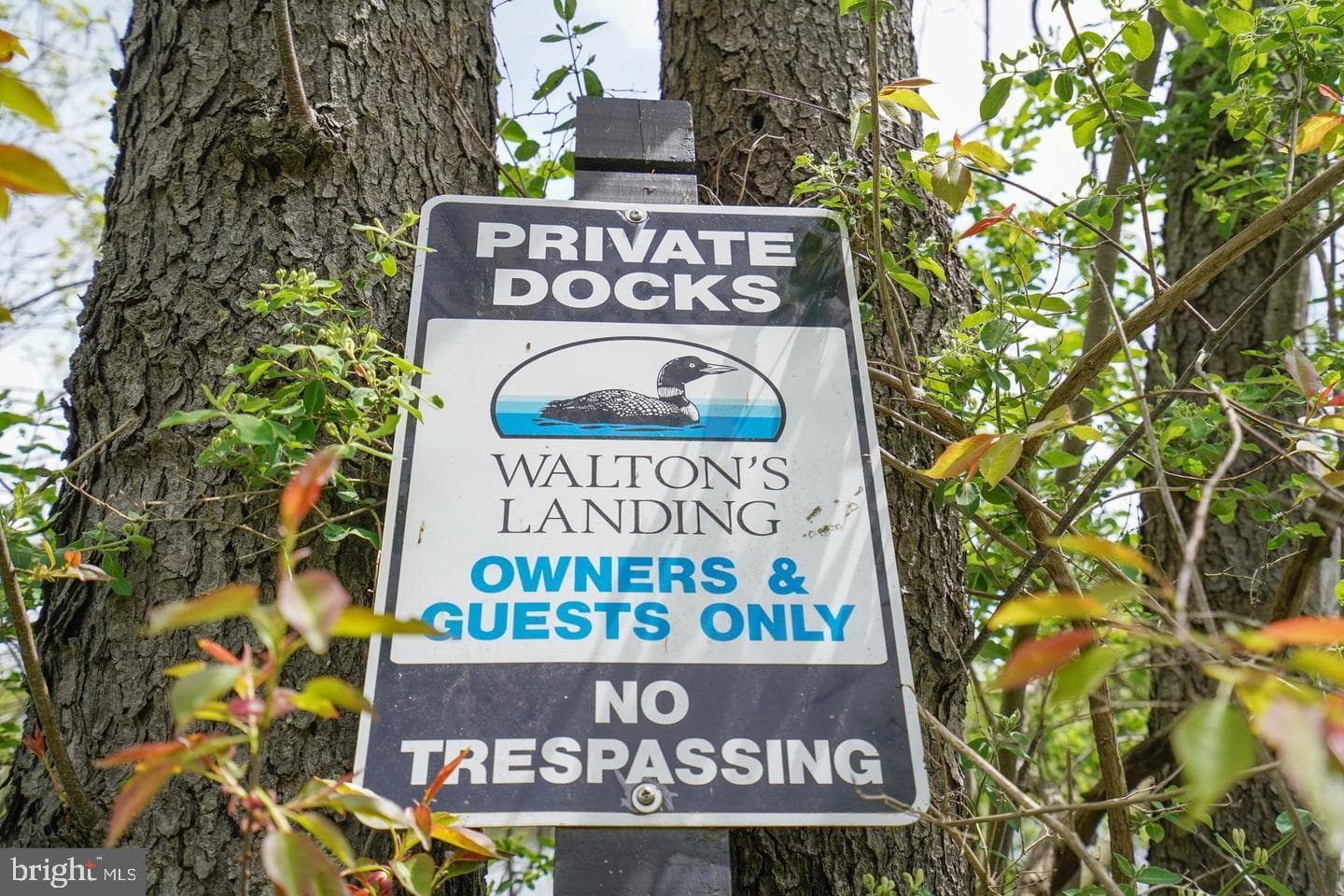 6 Walton Way photo 69