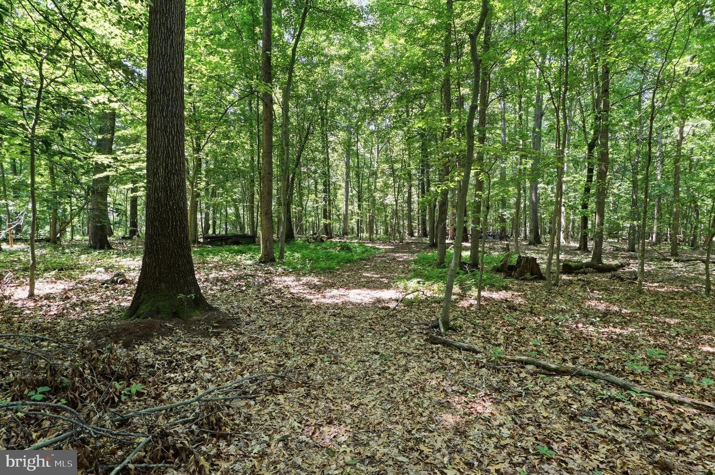 3555 Mill Green Road photo 83