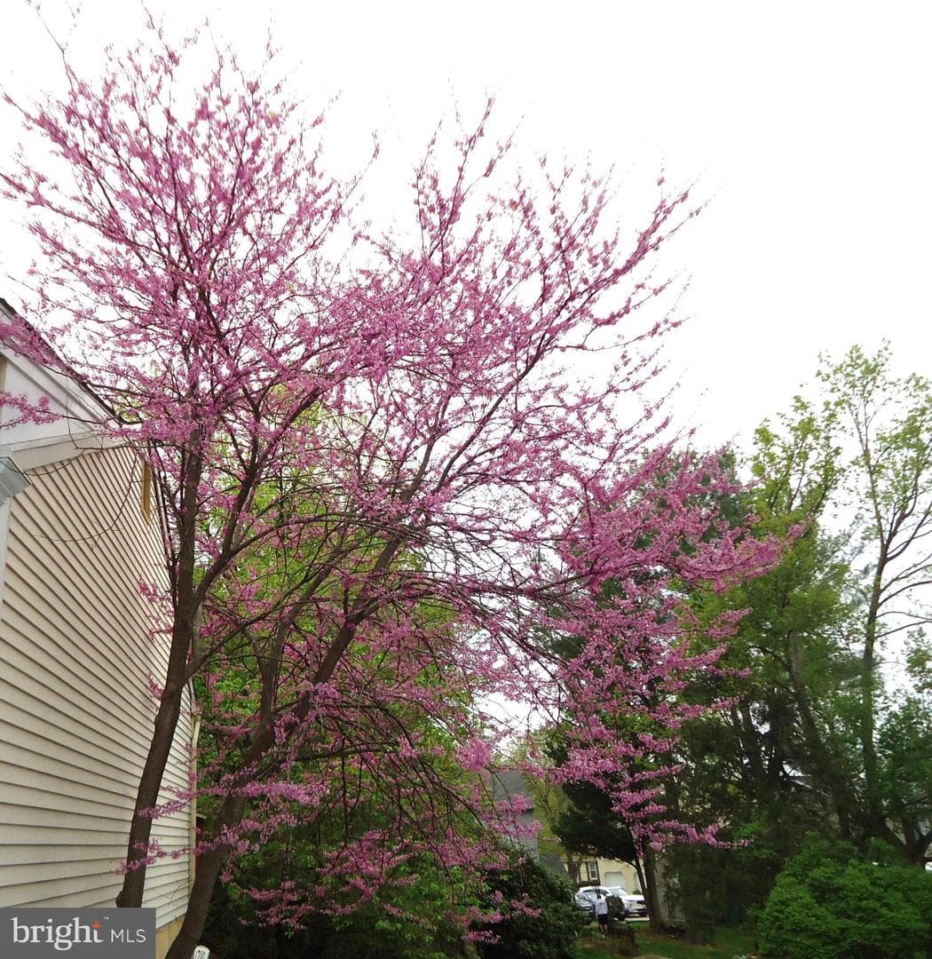 6413 Sewells Orchard Drive photo 16
