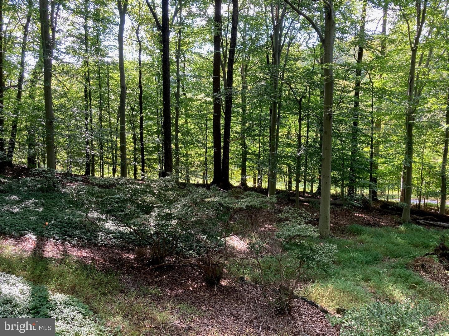 4921 Bonnie Branch Road photo 2