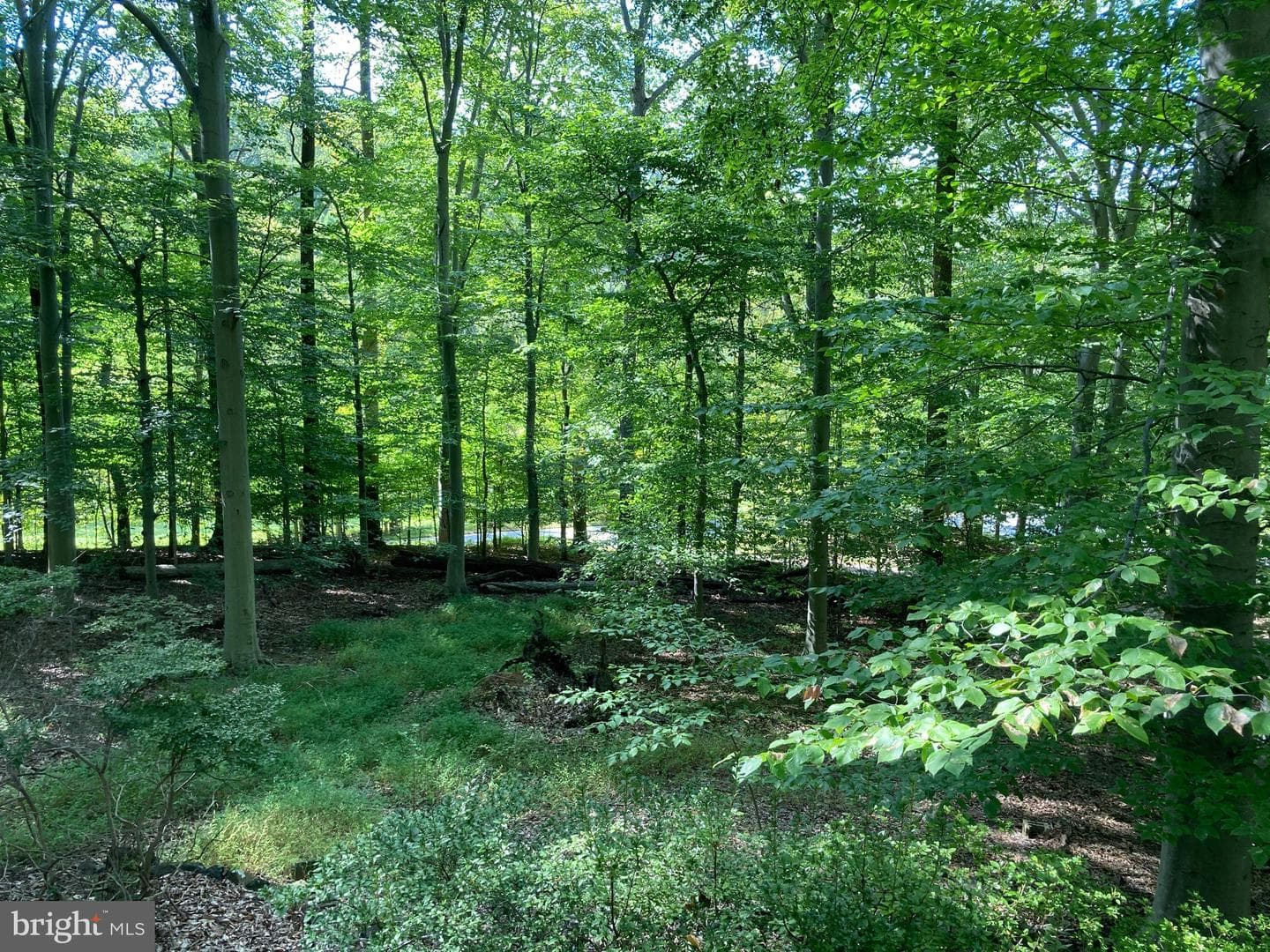 4921 Bonnie Branch Road photo 3