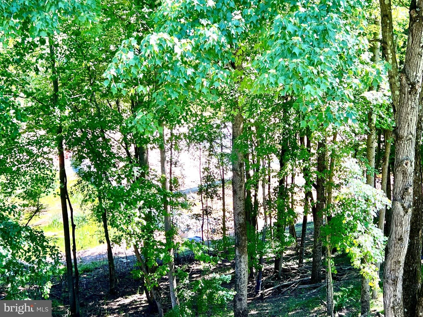 25258 Conrad Court photo 42