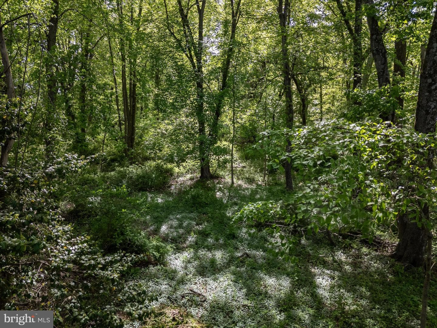 4403 Winding Oak Drive photo 92