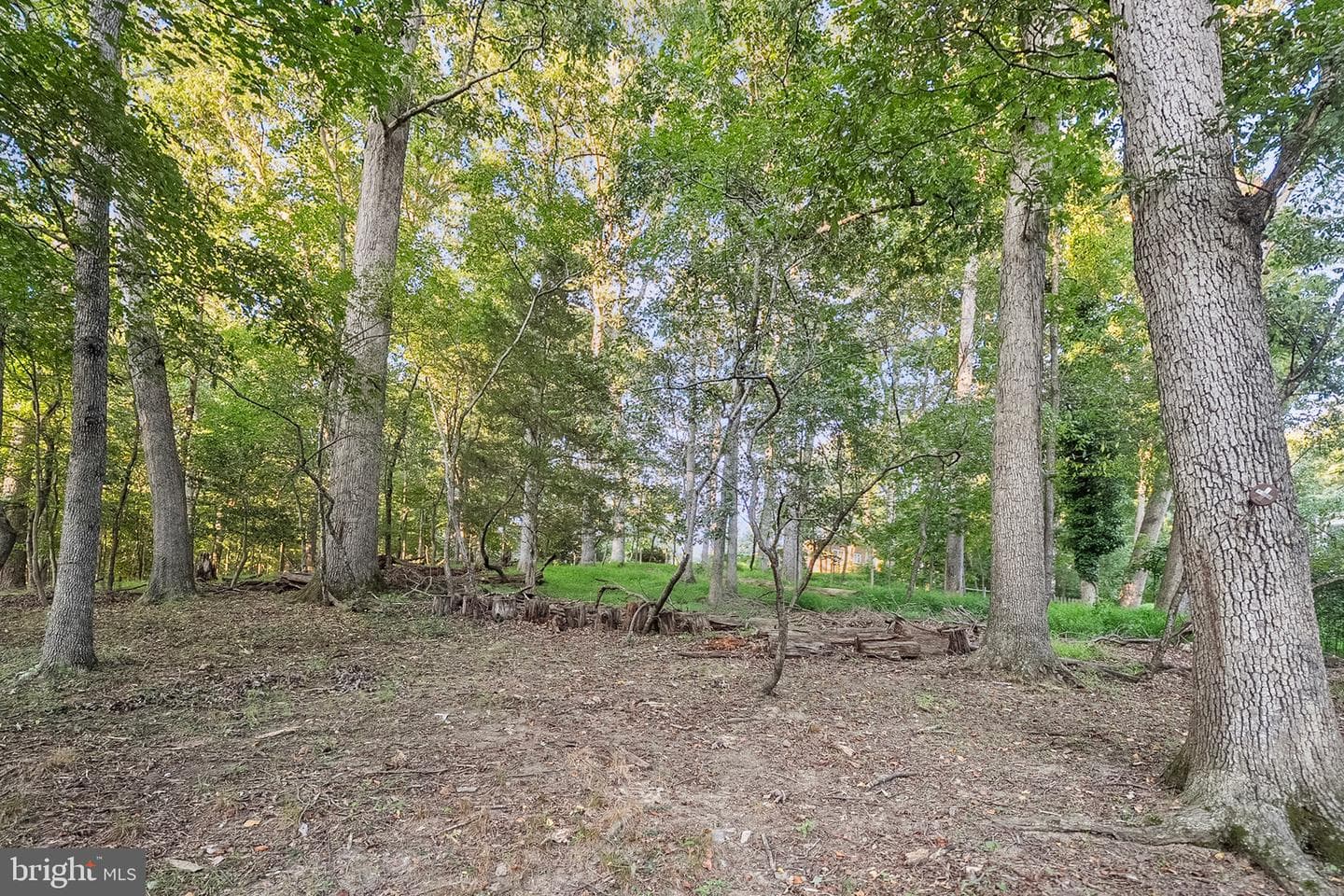 12509 White Drive photo 53