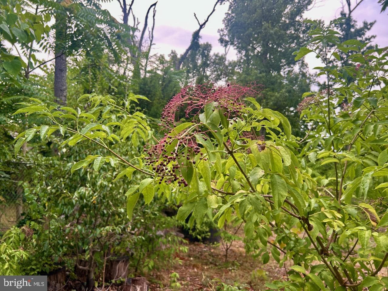 10106 Towhee Avenue photo 19