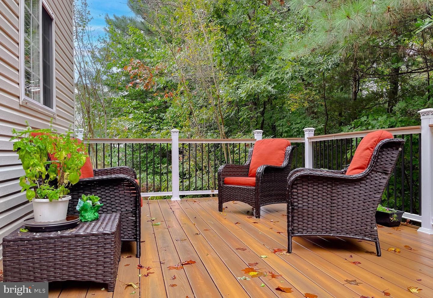 23321 Dianthus Way photo 5
