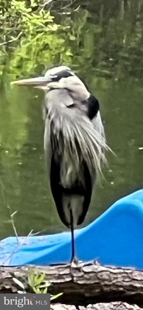 12020 Assateague Way photo 104