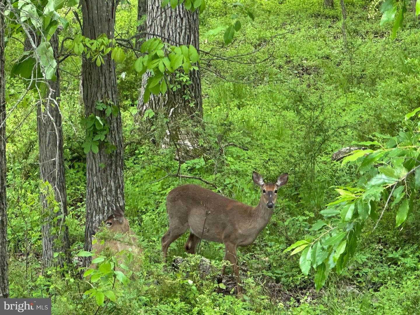 143 Bittern Drive photo 3