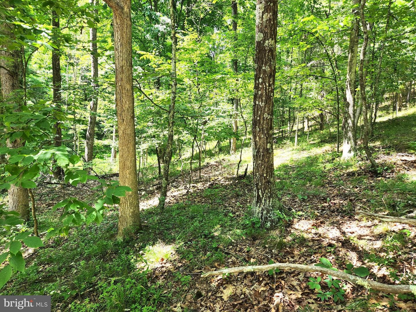 217 Lansing Road photo 22