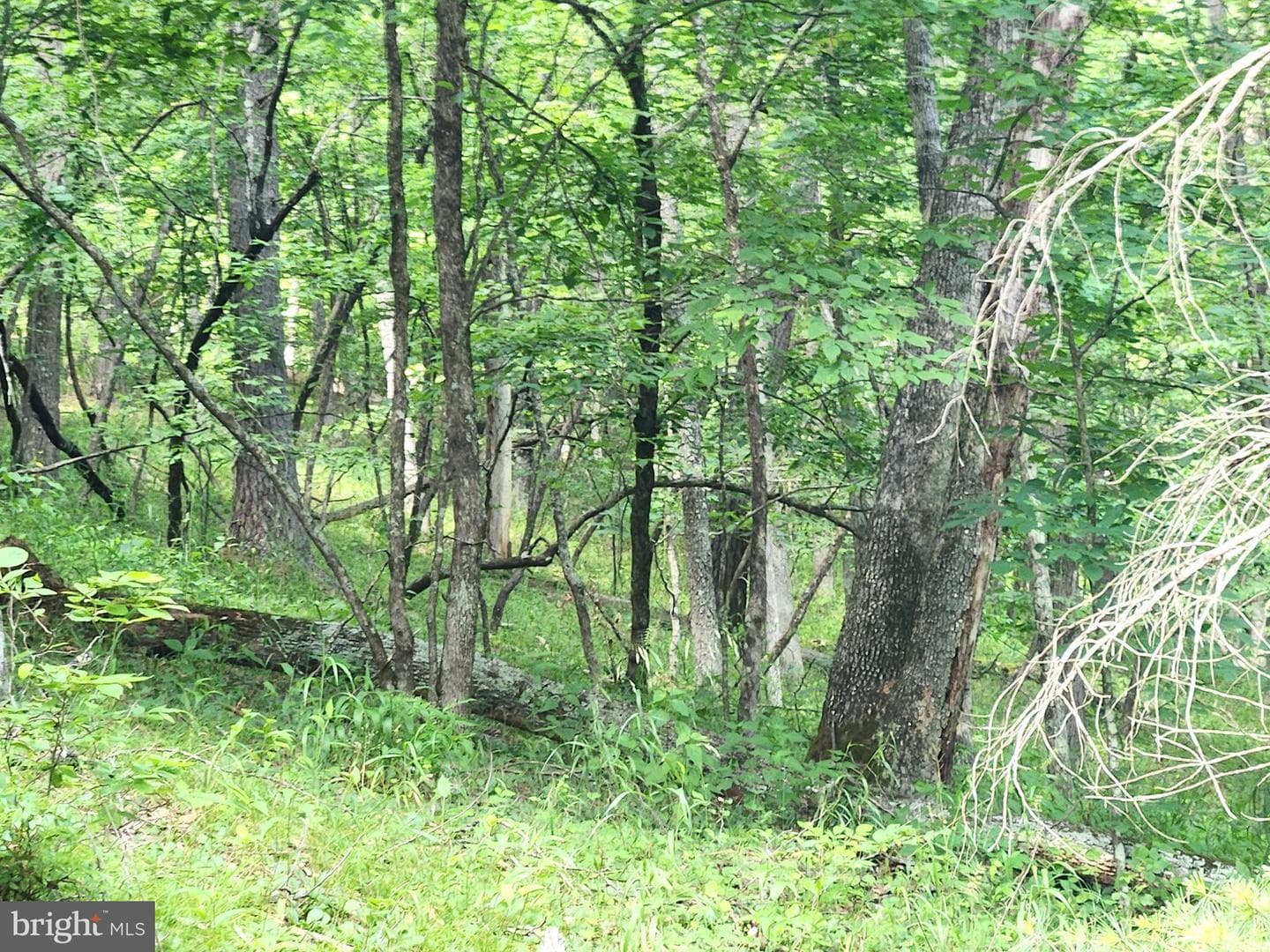 217 Lansing Road photo 27