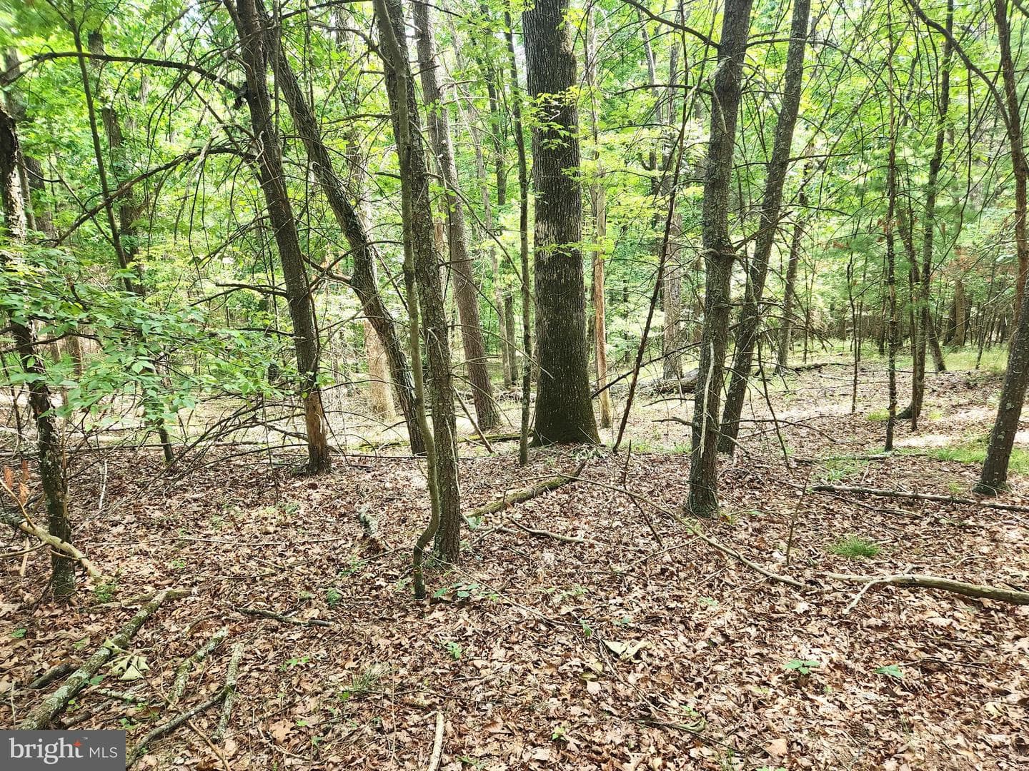 217 Lansing Road photo 35