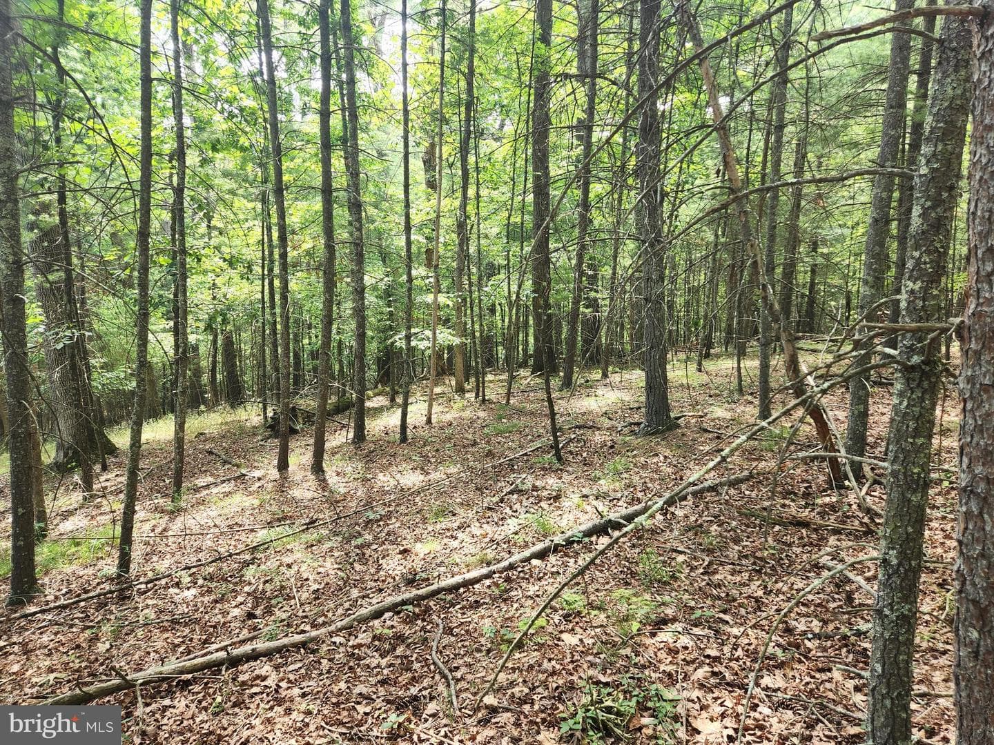 217 Lansing Road photo 36