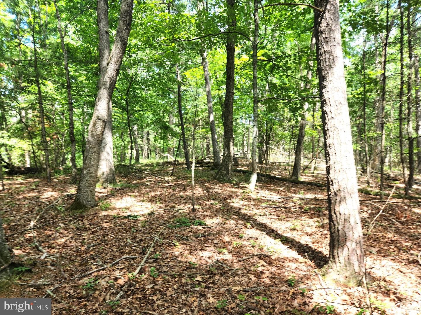 217 Lansing Road photo 37