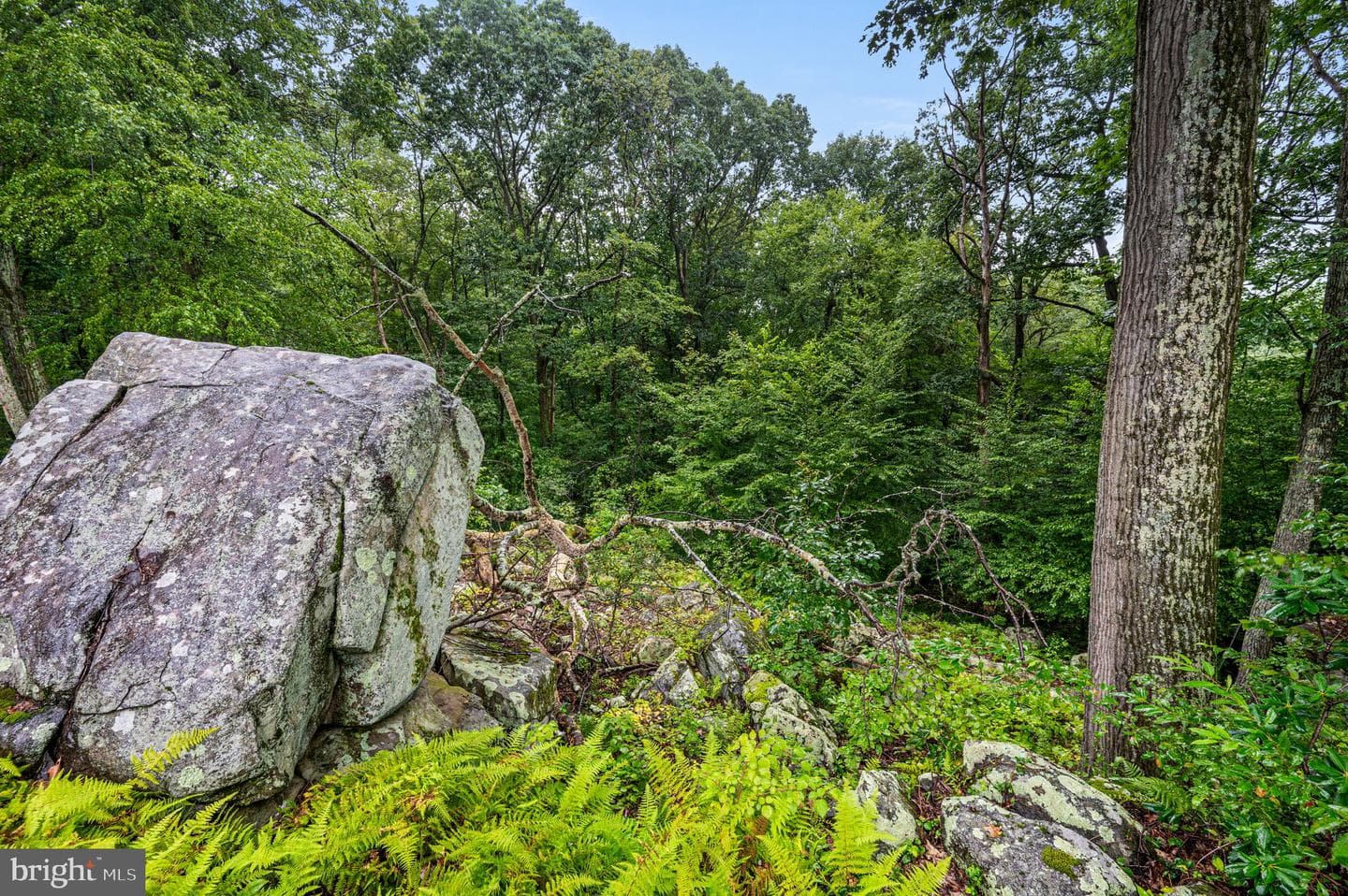 38 Lutz Road photo 39