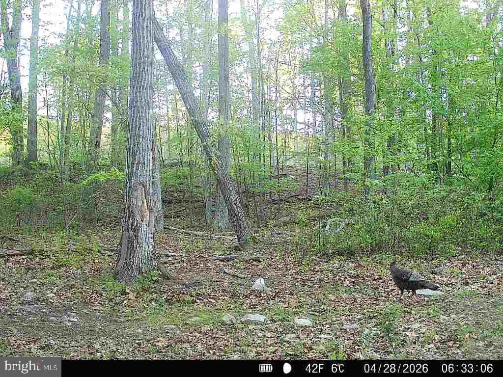 3278 Camp Swatara Road photo 50