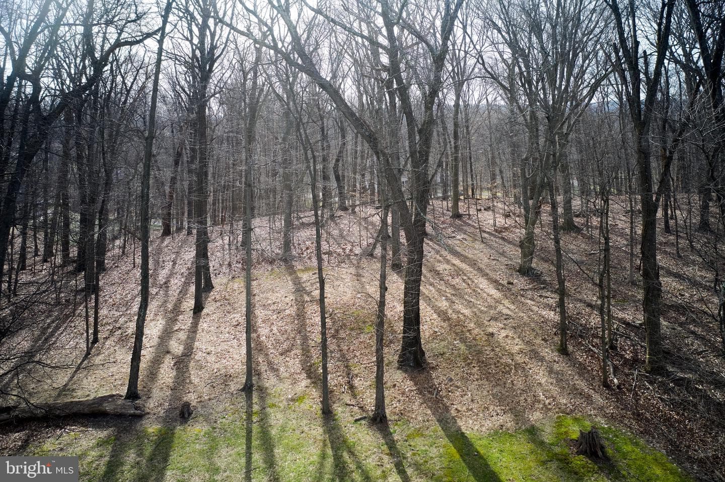 77 Cherry Lane photo 3